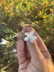 Ipomopsis longiflora longiflora