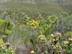 Aspalathus excelsa