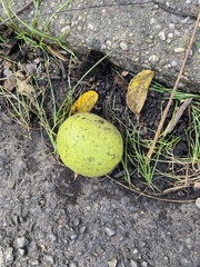 Juglans nigra