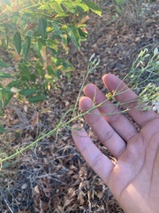 Ipomopsis longiflora longiflora