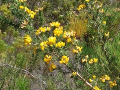 Aspalathus excelsa