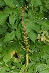 Platanthera stricta