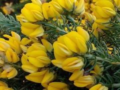 Aspalathus excelsa