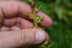 Platanthera stricta
