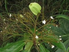 Combretaceae