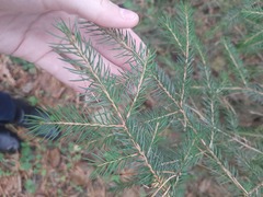 Picea abies