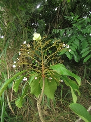 Combretaceae