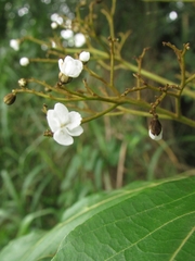Combretaceae