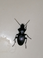 Pterostichus melas