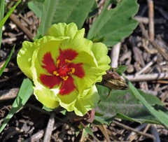 Cienfuegosia drummondii