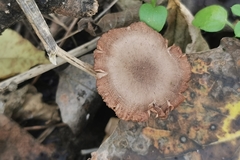 Coprinopsis melanthina
