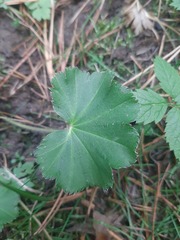 Alchemilla