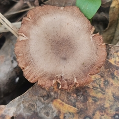 Coprinopsis melanthina