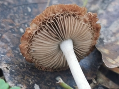 Coprinopsis melanthina