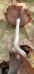 Coprinopsis melanthina