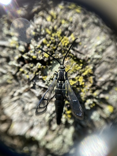 Peachtree Borer Moth photo 3
