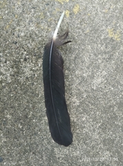 Coragyps atratus brasiliensis