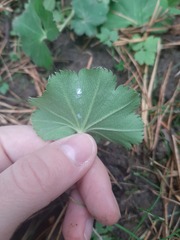Alchemilla
