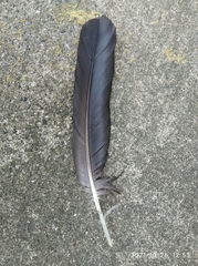 Coragyps atratus brasiliensis