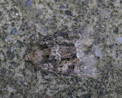 Oligia strigilis