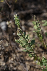 Scutellaria wrightii