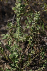 Scutellaria wrightii