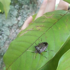 Pentatomidae