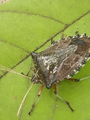 Pentatomidae