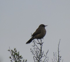 Cercotrichas coryphoeus coryphoeus