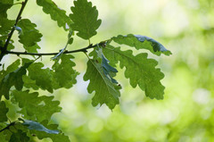 Quercus petraea iberica