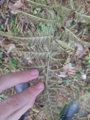 Dryopteris carthusiana