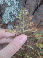 Dryopteris carthusiana