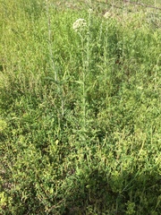 Hymenopappus artemisiifolius