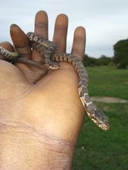 Nerodia erythrogaster