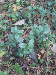 Vaccinium vitis-idaea