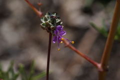Dalea tenuis