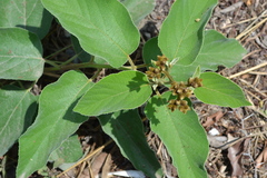 Cordia boissieri