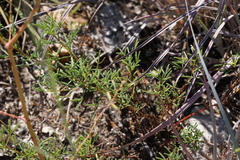 Dalea tenuis