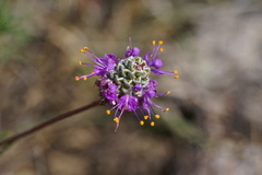 Dalea tenuis