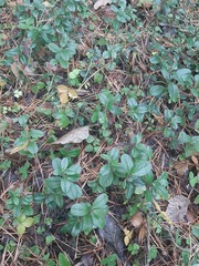 Vaccinium vitis-idaea