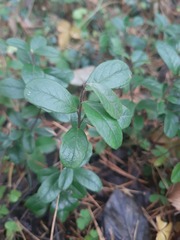 Vaccinium vitis-idaea