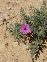 Erodium crassifolium