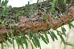 Microgramma mortoniana