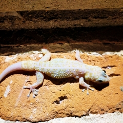 Phyllodactylus tuberculosus