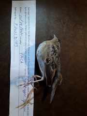 Ammodramus savannarum