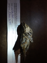 Ammodramus savannarum