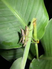 Pseudoxya