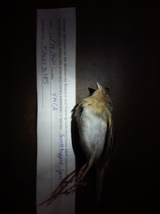 Ammodramus savannarum