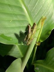 Pseudoxya