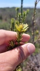 Leucadendron stellare
